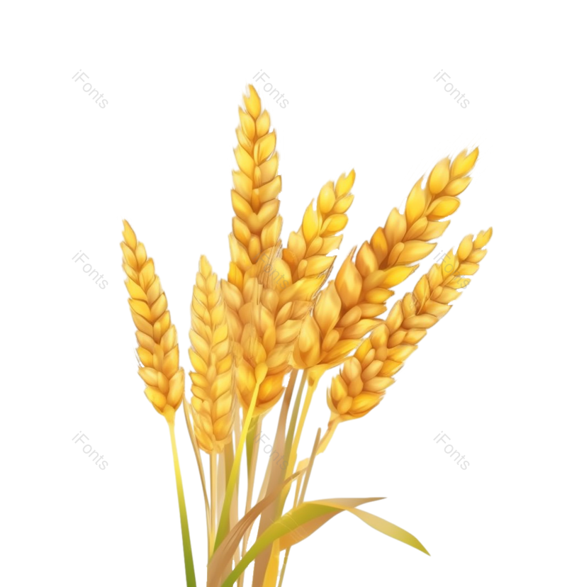 元素图片,秋天元素,插画PNG,麦穗免抠素材